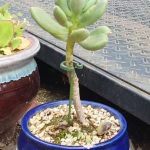 화초 화분 지지대 식물 스탠드 37cm 인테리어 야생화 지원대