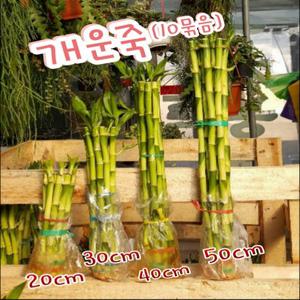 행복한꽃순이/개운죽(4종)/만년청/수경식물/유리병/공기정화10개묶음