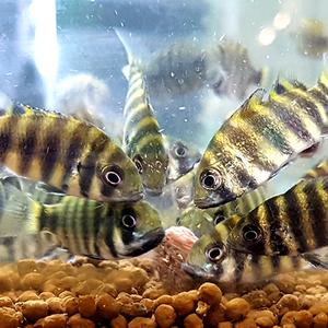 타이거 제브라 틸라피아 (구관호) 5마리 (2.5~3cm)