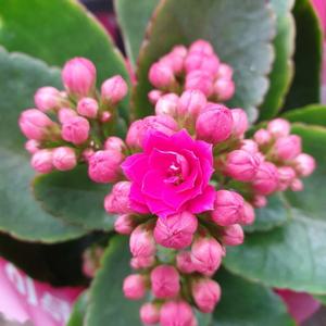 소나무길 칼란디바  꽃  미니화분 실내장식  5080