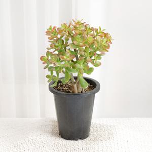 갑조네 염좌(랜덤)(중품)