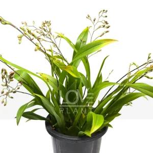 환타지아난(자주색꽃) 온시디움 초콜렛 향기 난 키우기 서양난 난초 꽃 화분