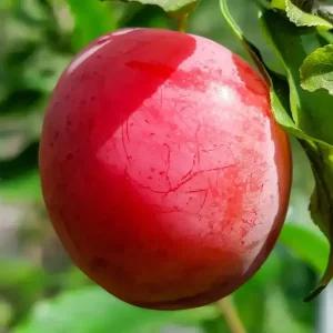 [충북농원] 썬킹딜리셔스 자두나무 묘목 - 접목묘