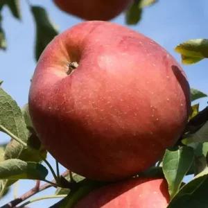 [충북농원] 감홍 사과나무 묘목 - 1년생/M26/이중접목묘