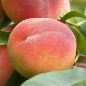 [충북농원] 천중도엑셀라 백도 복숭아나무 묘목 - 1년생/접목묘