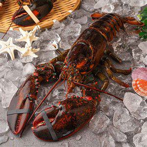 [자연맛남] 수율보장 항공직송 활랍스터 1.0kg내외 1마리