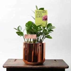 아트박스/러브피어리 금전수 메탈릭 골드 미니화분 집들이 개업 영전 화분