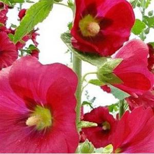 접시꽃 모종 빨강색  노지월동 (2025년마감되었어요)