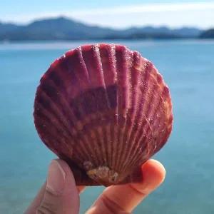 산지직송 고성 싱싱한 홍가리비 3kg 5kg 10kg 조개구이 캠핑요리