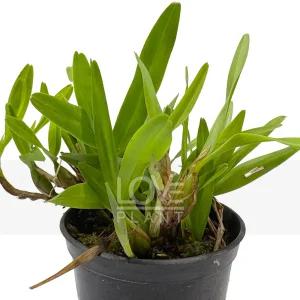 디네마 미니종 난 석곡 착생란 서양난 바닐라 향 난초 꽃 화분 식물 키우기