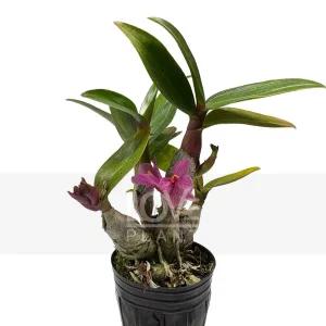 히비끼 핑크색 꽃 장포 석곡 덴드로비움 미니 서양란 난초 난 키우기 화분