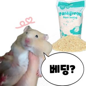 (best) 가장인기있는  아스펜 베딩 햄스터  골든햄스터 배딩 톱밥 용품 은신처