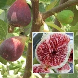 무화과나무 묘목 승정도후인 삽목2년 특묘