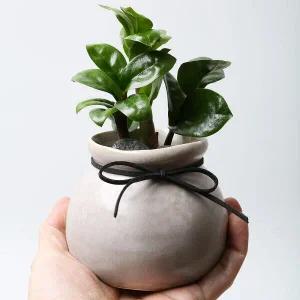 아트박스/러브피어리 잔지바 모코(Zanzibar Moko) 보석 금전수 미니 화분