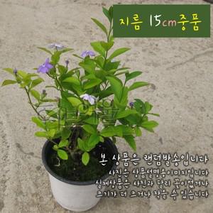 [허브여울쟈스민] 브룬펠시아 (브룬펠지어 쟈스민 재스민 자스민) 지름 15cm 중품화분 (상토와 마사만사용)