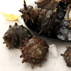 [바다담음] 통영 뿔소라 1kg(7~14미 내외)