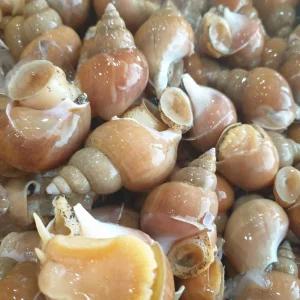 동해안 자연산 활 백골뱅이 1kg 대 (15-25미)