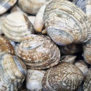 갤러리아 [덕이네수산] 싱싱한 활 참바지락(대) 2kg