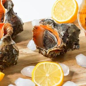 신선한 국내산 고흥 참소라 대 1kg (3-6미 내외)