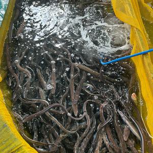 국내산 자연산 손질 바다장어 1kg (2-3미) 소스 2종 포함