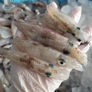 총알한치 500g+500g 총 1kg 30~50미