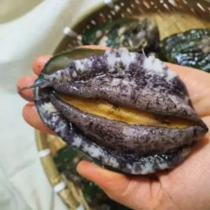 국내산 살아있는 완도 활전복 산소포장 1kg 