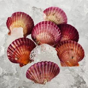 산지발송 제철 통영 홍가리비 3kg(60미내외) 생물가리비 캠핑음식