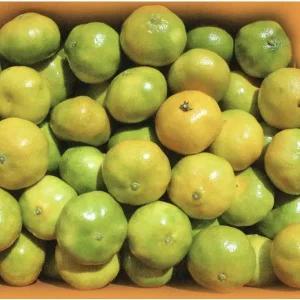 [무중력의자]제주햇귤 10키로 중대과 랜덤 밀감 감귤 귤 제주귤