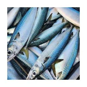 든든한하루 생물 급냉 통고등어 3미 x 1팩 (팩당 2kg내외)