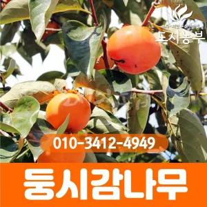 감나무묘목/둥시감나무/상주곶감나무/2년생/나무/묘목/도시농부23