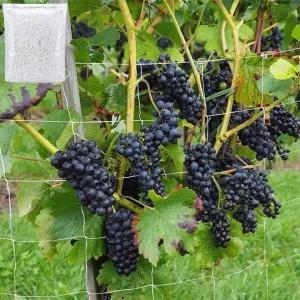 등나무망 넝쿨 식물 그물망 1.5x18m