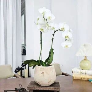 [오너클랜]베트남 빈티지 엔티크 미니 롱 볼 토분 화분 14x14cm