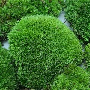 이끼분재 식물분경 분재식물 WFGO06Q 식물 이끼석부작 석부작