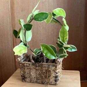 원형 화분 지지대 식물용 넝쿨 지지틀 정원 조경용 동그란 식물