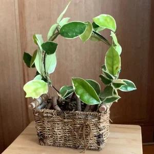 [콩심팥심]원형 화분 지지대 식물용 넝쿨 지지틀 정원 조경용 동그란 식물