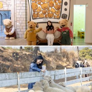 [제주] 테디베어하우스테지움+양떼목장 /먹이주기/체험