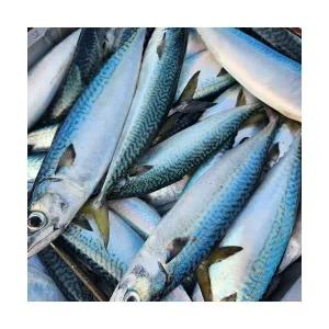 든든한하루 생물 급냉 통고등어 3미 (2kg내외) x 1팩