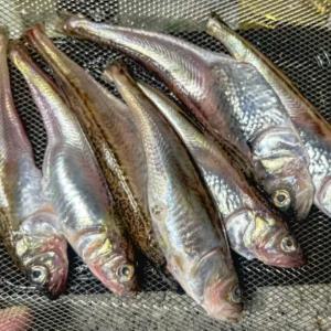 생물 도루묵 2kg