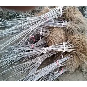 가시오가피묘목 가시오가피나무