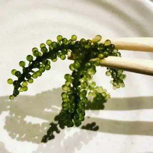 골든킹 명품 바다포도 우미부도 SEA GRAPES 100g ASMR