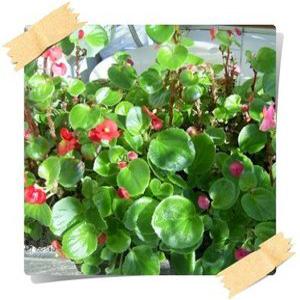 꽃베고니아 Perpetual begonia 사계베고니아 24포트1세트 꽃모종 봄철화단 이벤트상품