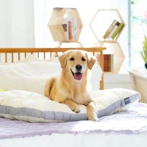 펫테일 올독방석 강아지 방석 애견 쿠션 극세사 면 소중대형견