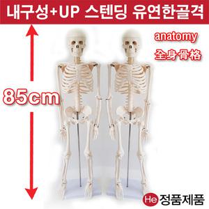 전신신경골격모형 85cm (GG1002S) 인체모형 척추 치아 해부도 신체 병원 아나토미 전시용