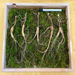 장뇌산삼 15년근 장뇌삼 산양삼 산양산삼