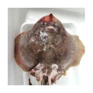 간재미 찜 생물 간자미 회 무침 홍어간재미 1kg 국산