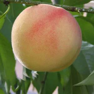 복숭아나무 목화실황도 대과종 딱딱복숭아 접목1년특묘 정원 과일나무 (목하원예조경)