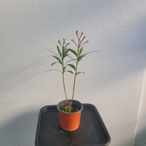 플랜테리어 거실화분 협죽도 유도화 소품 야생식물 15-25cm 45