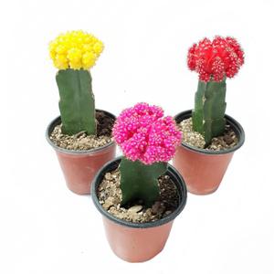 도도팜 수출용 비모란 접목선인장 다육이 공기정화식물