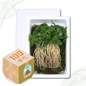 [굿소일] 강원도 어린 새싹삼 산양삼 2-3년근 100주