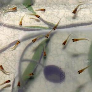 A급 구피-G-A01 A급 구피 랜덤치어 10마리